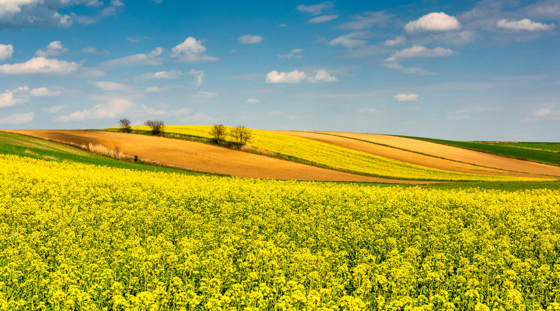 Raps-Kokos-Wachs – die saubere Alternative zu Soja, Paraffin & Co.